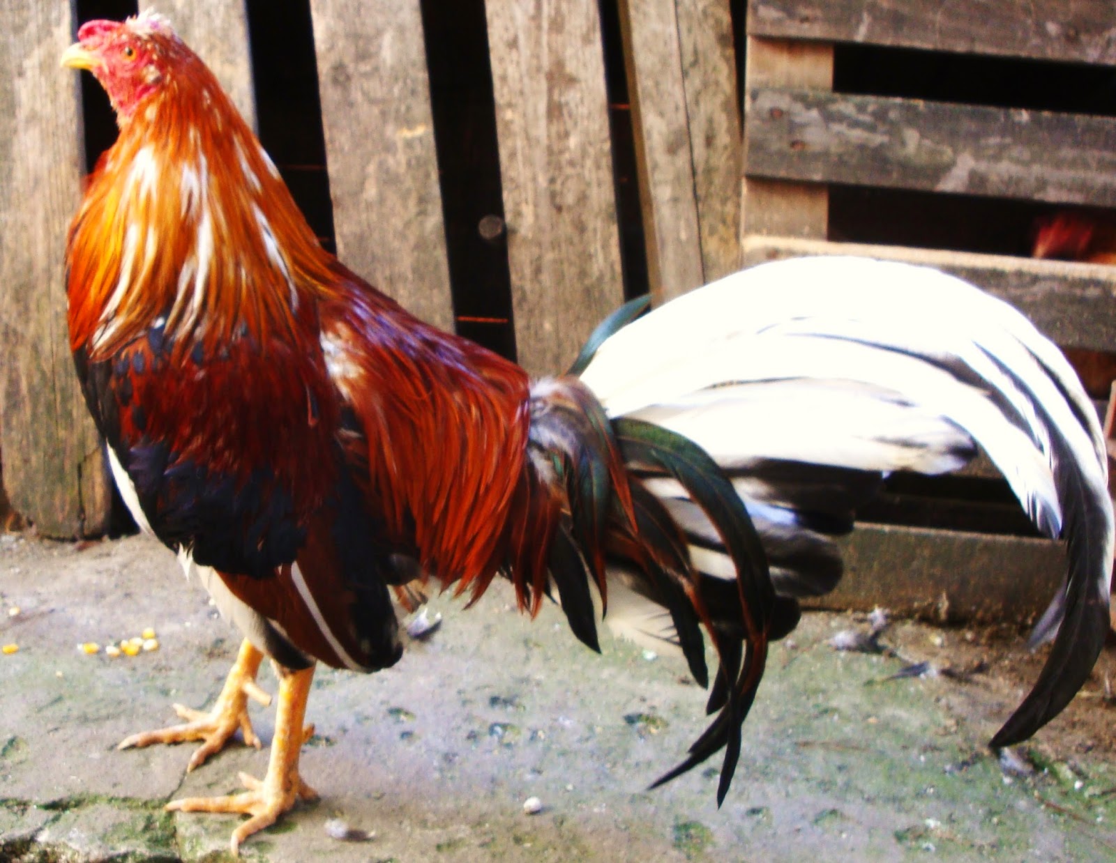 Gallos finos de pelea criadero los zorro